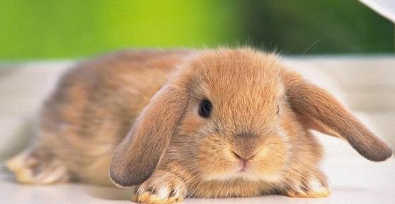 How to Dry Bath a Rabbit