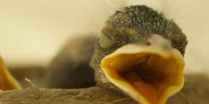How and What to Feed a Baby Bird