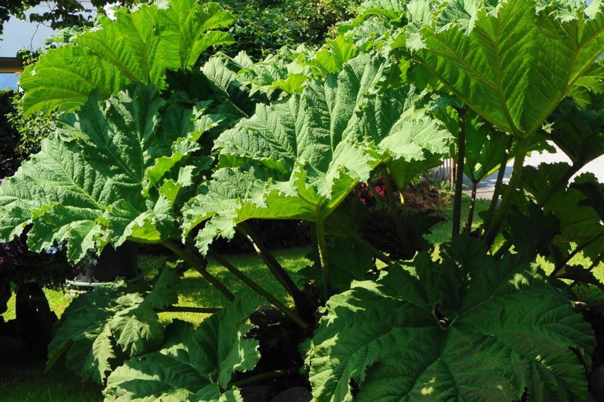 fig tree plant outdoor Fignomenal Fig Tree - 1 Gallon / Single main image 0