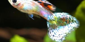 How to take care of a guppy fish