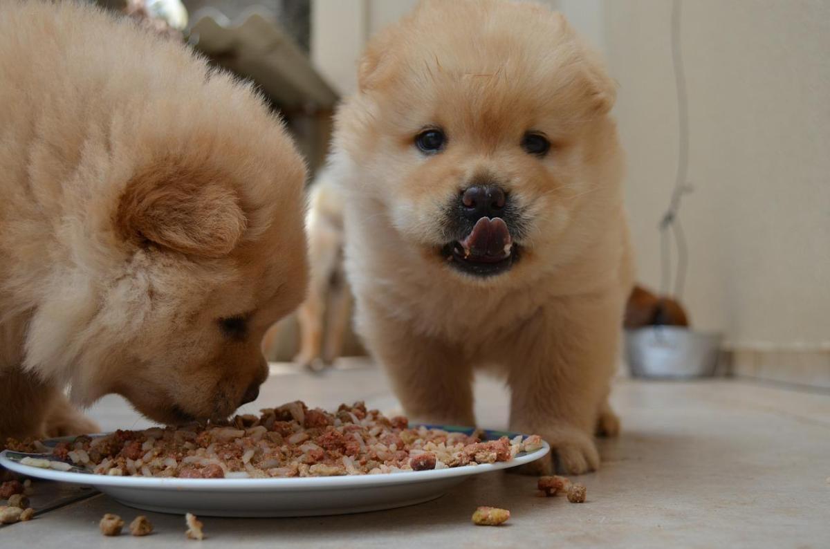 What To Do If Your Dog Doesn't Chew Its Food