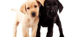 How many Puppies Can a Labrador Have