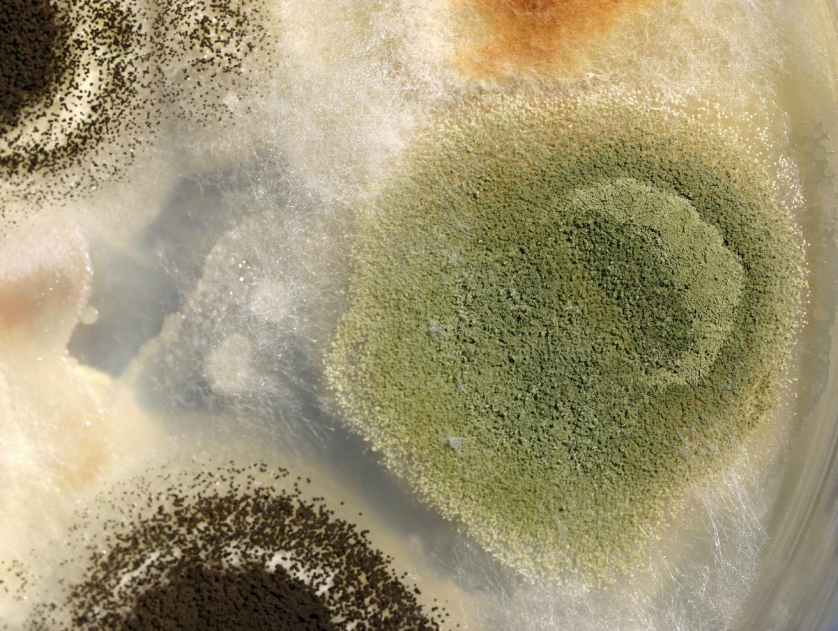 Which Foods Are Made Thanks to Fungi