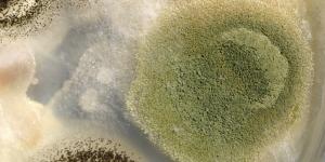 Which Foods Are Made Thanks to Fungi