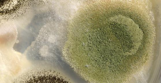 Which Foods Are Made Thanks to Fungi