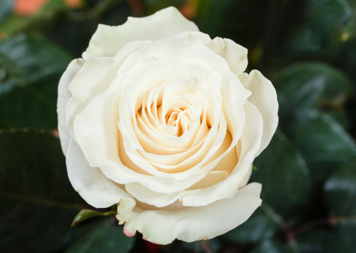 What Do White Roses Symbolize?