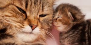 Names of Female Animals and their Young Ones
