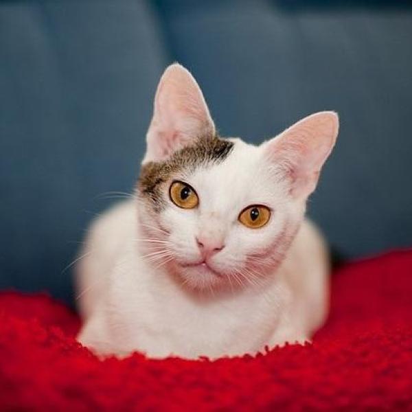 How to Treat Scabies in Cats Naturally at Home