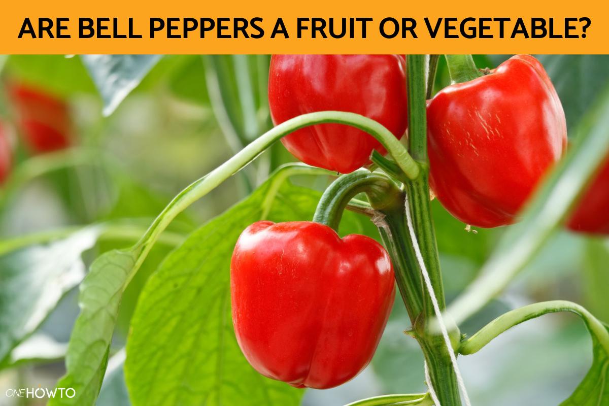 Are Bell Peppers a Fruit or Vegetable?