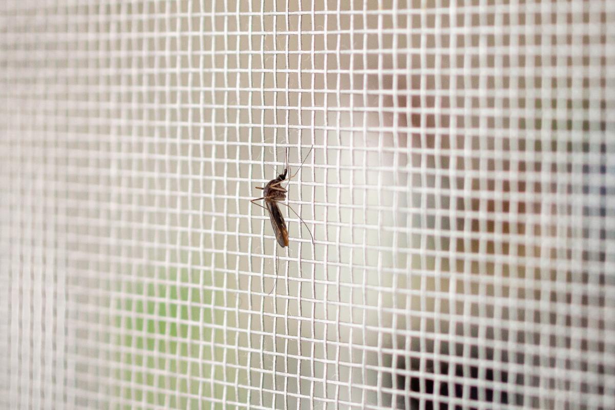 Types of Mosquito Nets for Doors and Windows