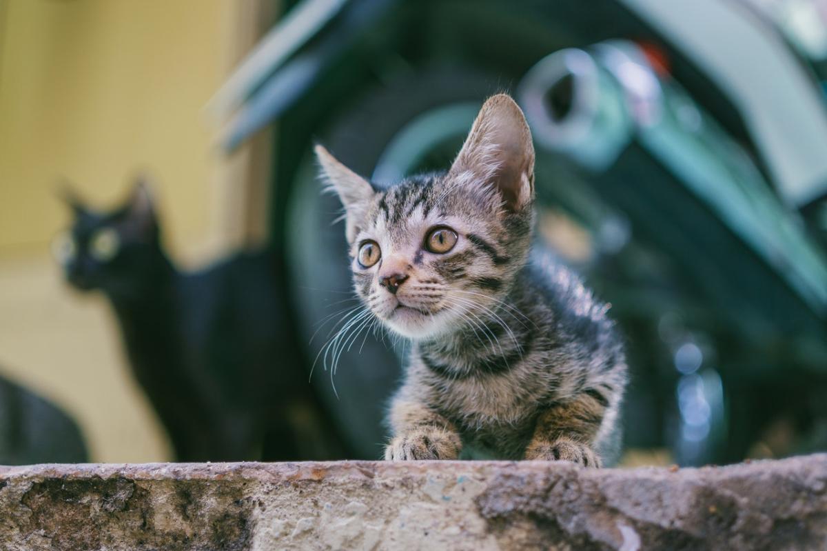 Can I Give My Cat Human Lysine?