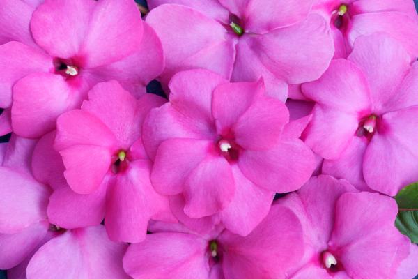 How to Winterize Impatiens