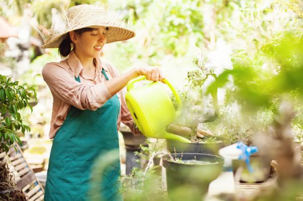 How to Winterize Impatiens - Step 3