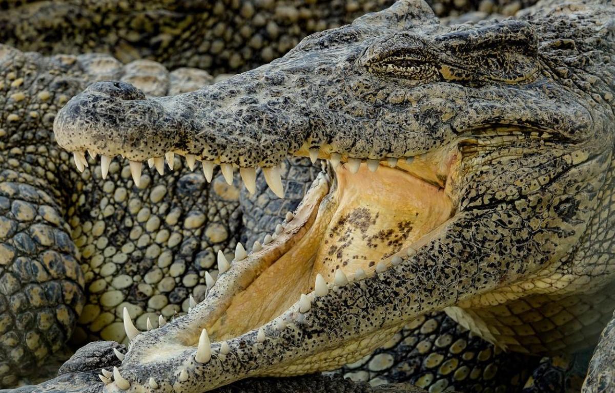 What Does It Mean to Dream of Crocodiles?