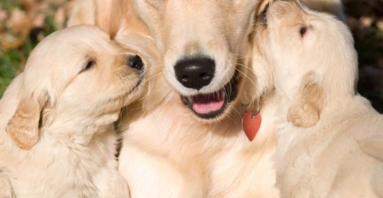 Why Is my Dog not Eating after Giving Birth?