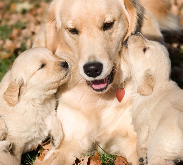 Why Is my Dog not Eating after Giving Birth