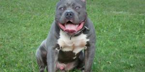 How to Care for an American Bully Dog