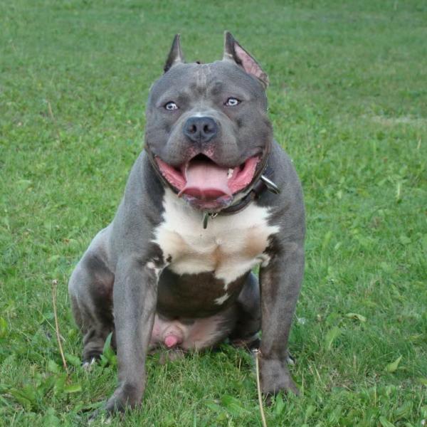Shampoo for american bully on sale