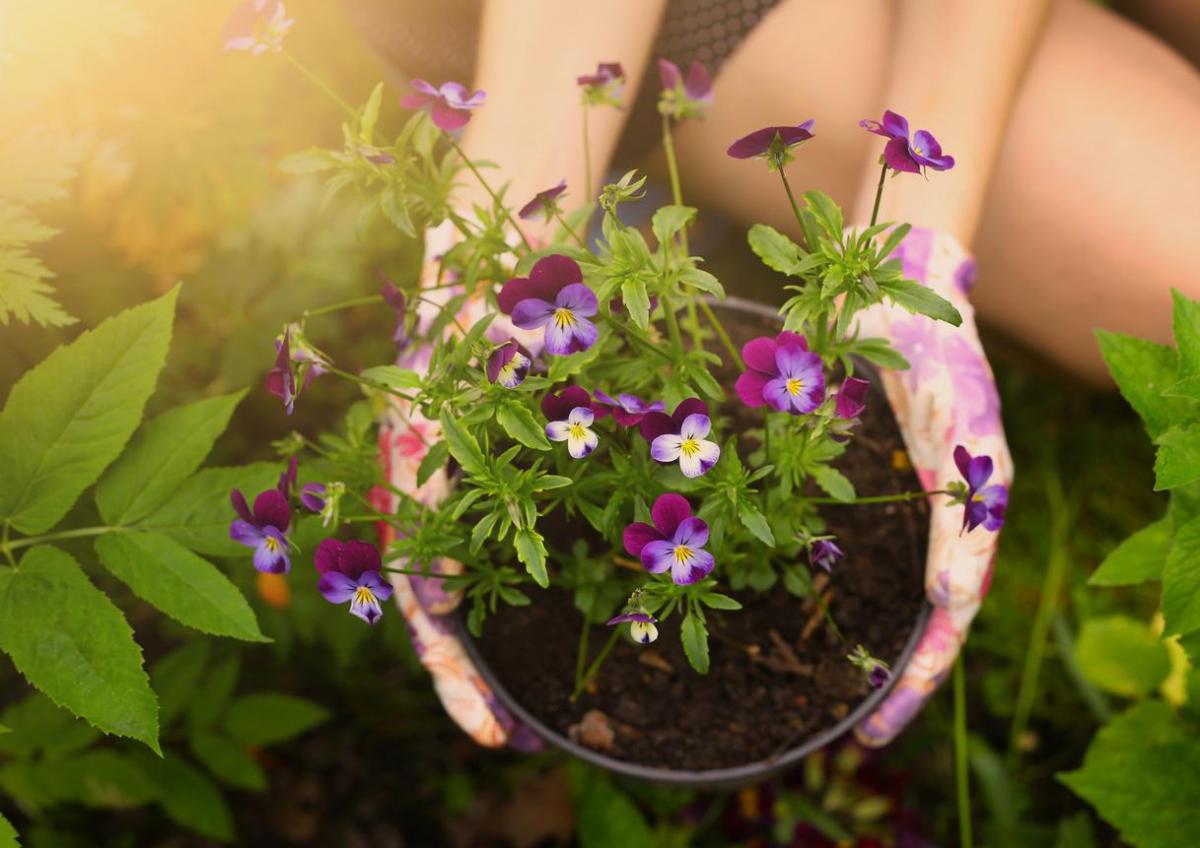 How to Care for Garden Pansy Flowers