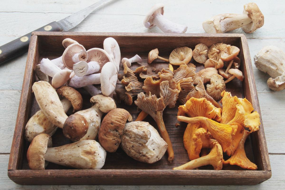 Is Mushroom a Vegetable or Protein?