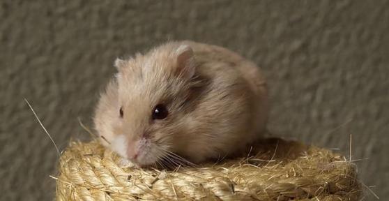 How to Tell if Your Hamster Is Cold