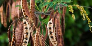 The Health Benefits of Wattleseed