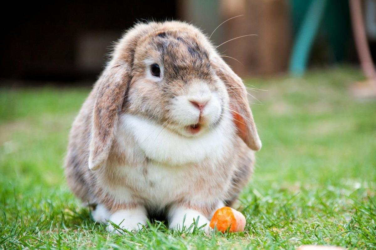 How to Clean a Rabbit Cage Properly