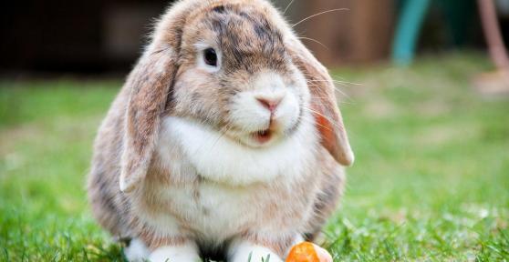 How to Clean a Rabbit Cage Properly